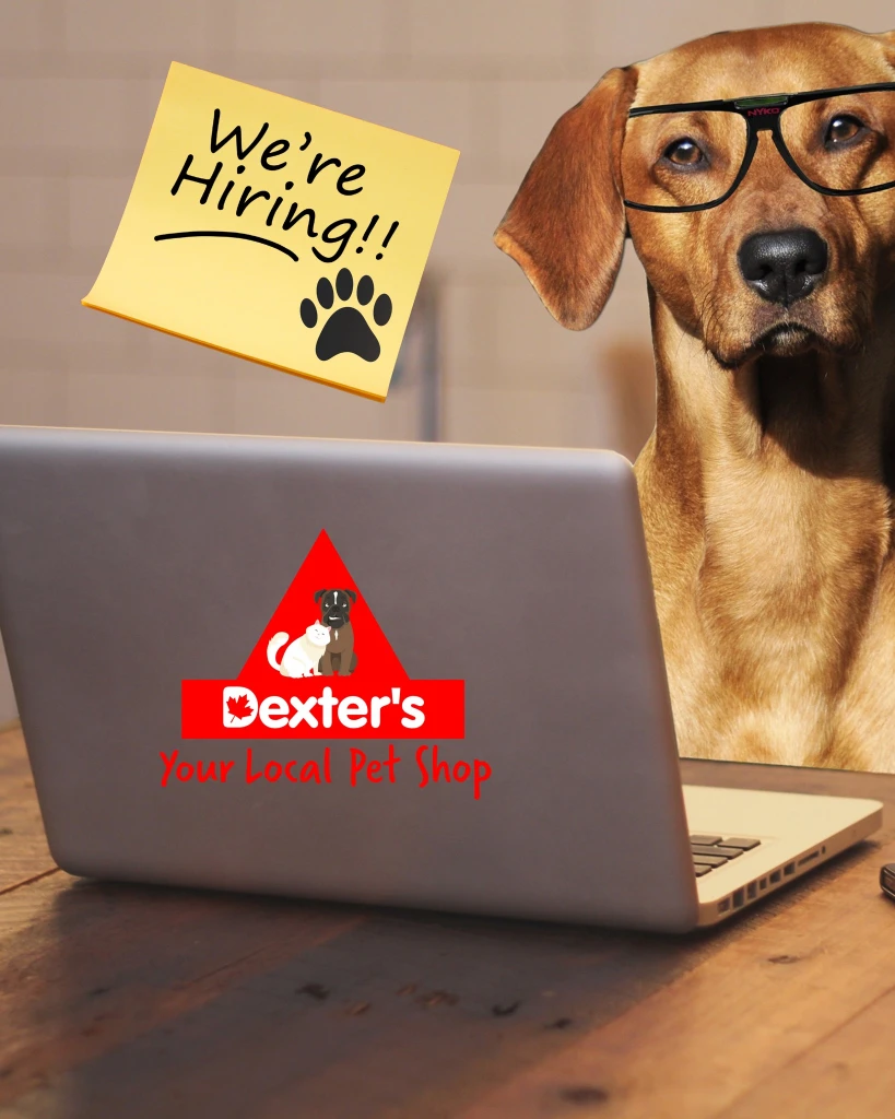Job Opportunities at Dexter's, Calgary, Canada
